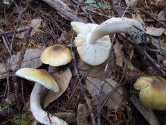 Tricholoma arvernense