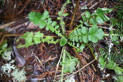 Geum