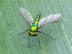 Chrysosoma leucopogon