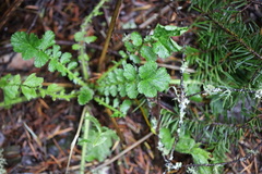 Geum