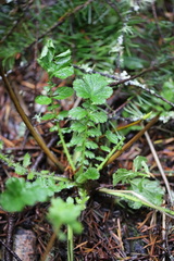 Geum