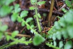 Geum