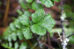 Geum