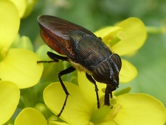 Stomorhina xanthogaster