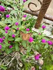 Junonia erigone
