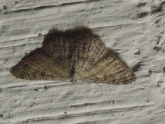 Cyclophora nanaria