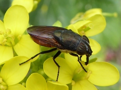 Stomorhina xanthogaster