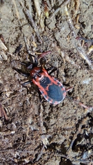 Haematoloecha nigrorufa