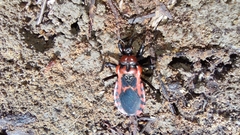 Haematoloecha nigrorufa