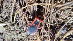 Haematoloecha nigrorufa