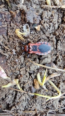 Haematoloecha nigrorufa