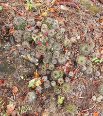 Mammillaria mazatlanensis