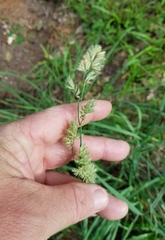 Poa arachnifera