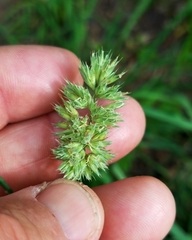 Poa arachnifera