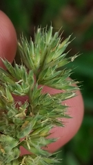 Poa arachnifera