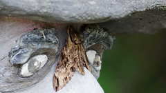 Psilogramma discistriga