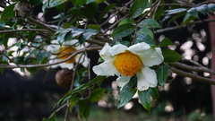 Camellia granthamiana