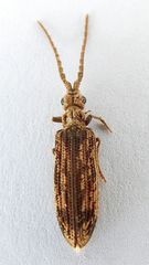 Prolixocupes lobiceps