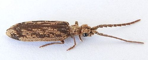 Prolixocupes lobiceps