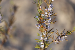 Cyanothamnus ramosus anethifolia