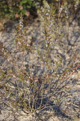 Cyanothamnus ramosus anethifolia