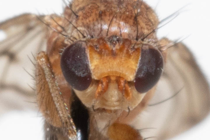 Suillia nemorum
