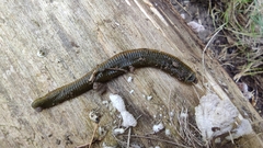 Whitmania pigra