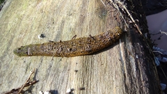 Whitmania pigra