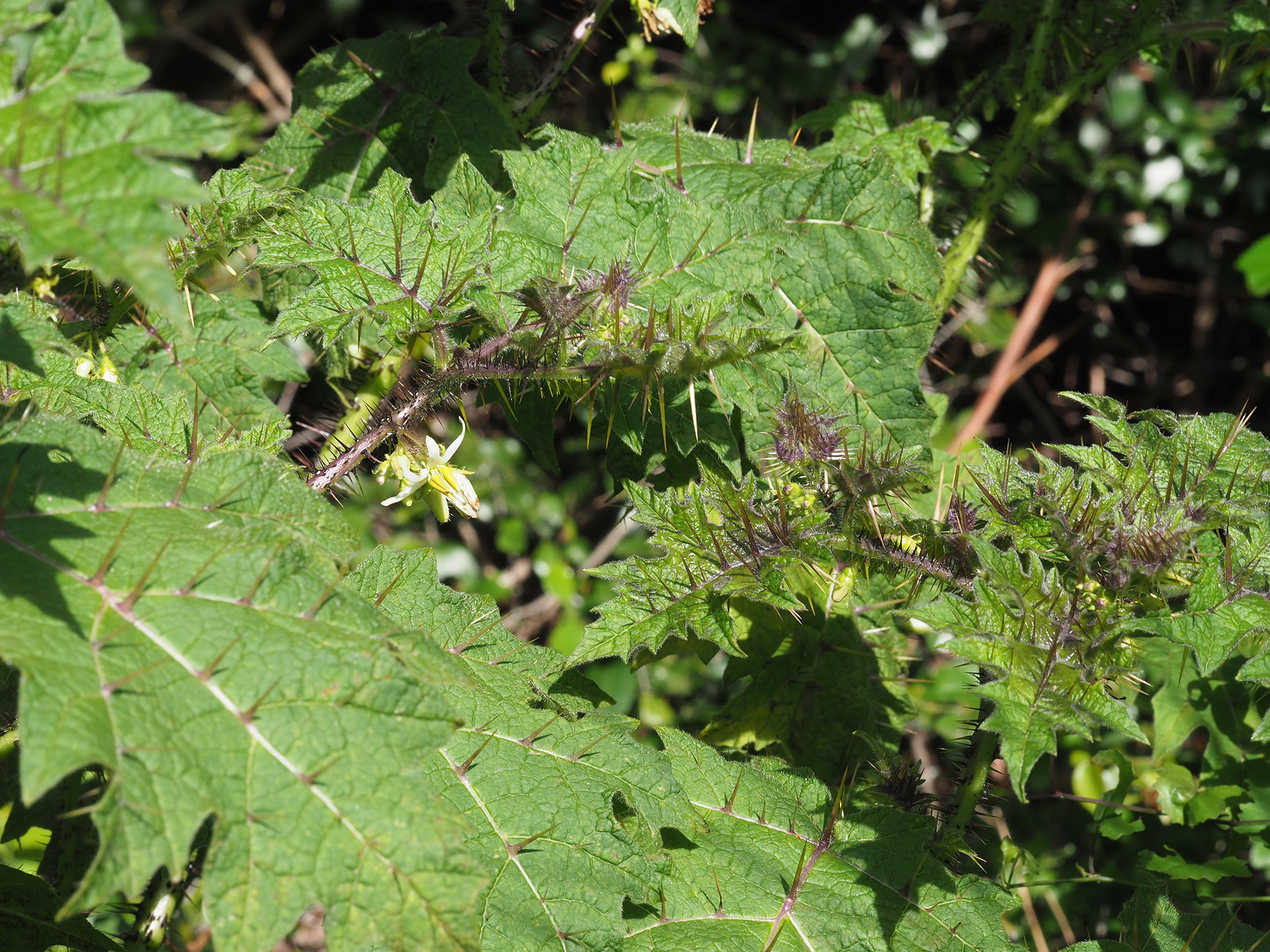 Sarzedo Ecologia: Juá (Solanum aculeatissimum)