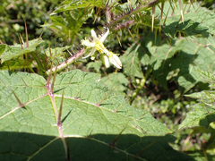 Solanum aculeatissimum