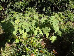 Solanum aculeatissimum