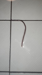 Lumbricus terrestris