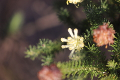 Pimelea imbricata piligera