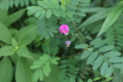 Indigofera australis australis