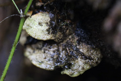 Fungi
