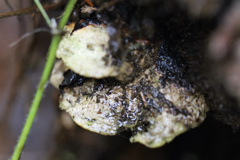 Fungi
