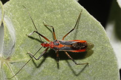 Repipta taurus