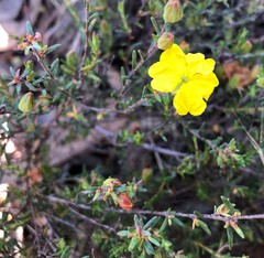 Hibbertia devitata
