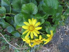 Farfugium japonicum