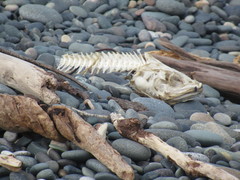 Pseudophycis bachus