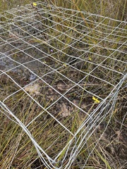 Utricularia dichotoma