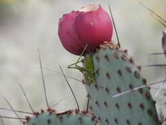 Eremopedes covilleae