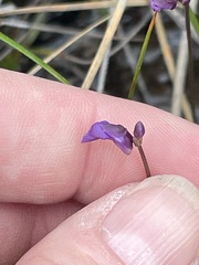 Utricularia dichotoma