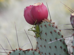 Eremopedes covilleae