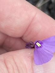 Utricularia dichotoma