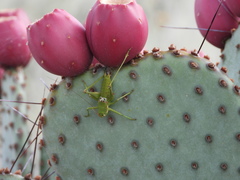 Eremopedes covilleae