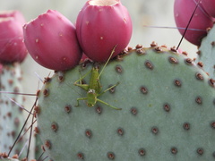 Eremopedes covilleae