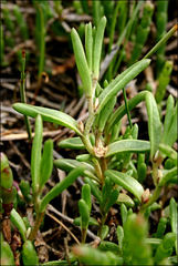 Hemichroa pentandra