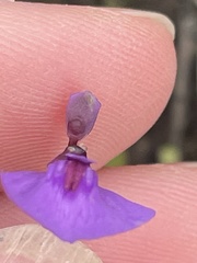 Utricularia dichotoma