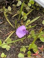 Utricularia dichotoma